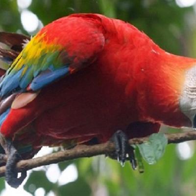 Guyane