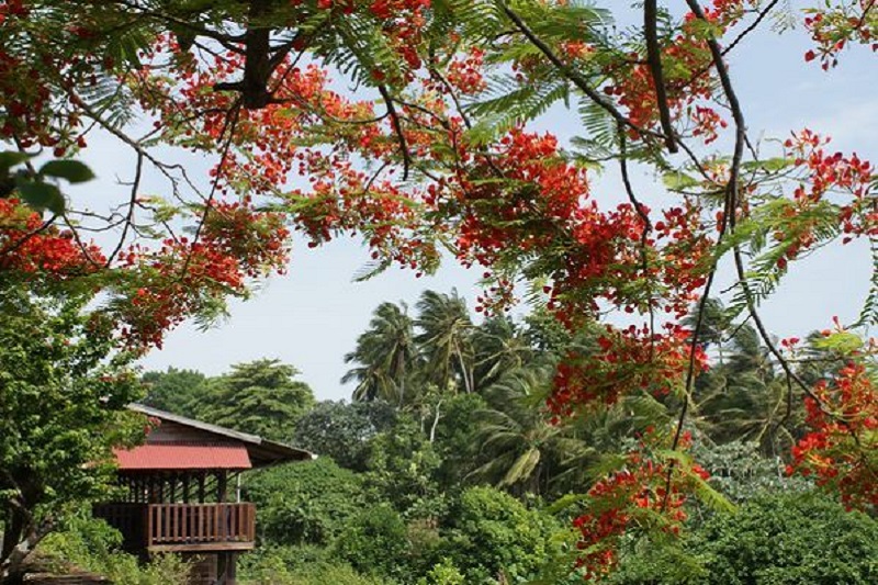 Flore de Guyane