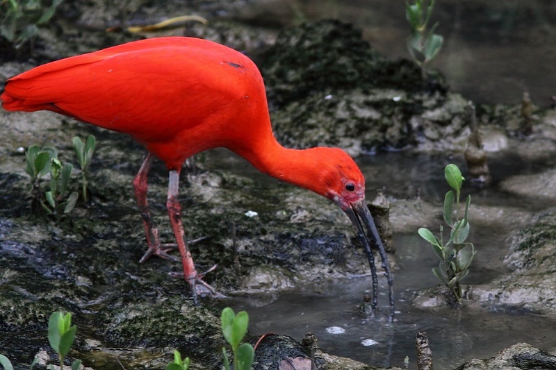 Ibis